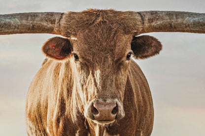Longhorn Artwork Canvas Print – Texas Longhorn Wall Art