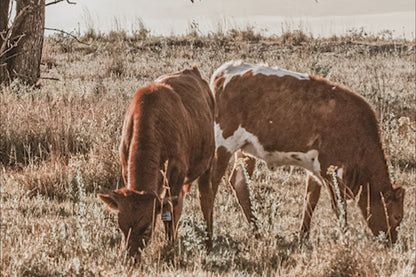 Western Landscape Art - Flint Hills