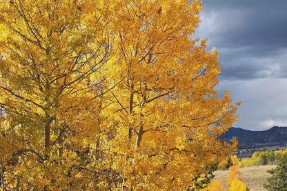 Colorado Landscape - Fall Aspen Trees