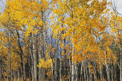 Aspen Tree Print - Colorado Wall Art