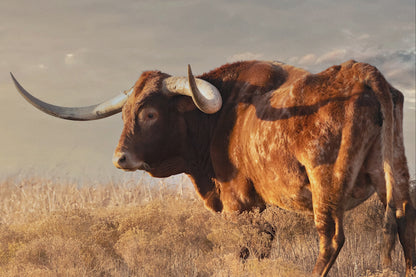 Longhorn Canvas Wall Art - Texas Longhorn Bull
