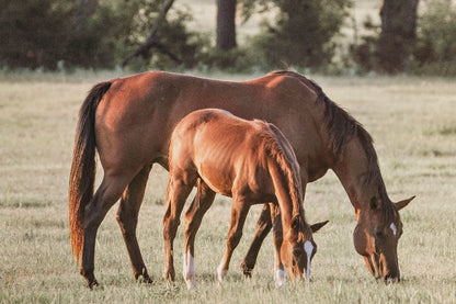 Horse Wall Art - Western Ranch Decor