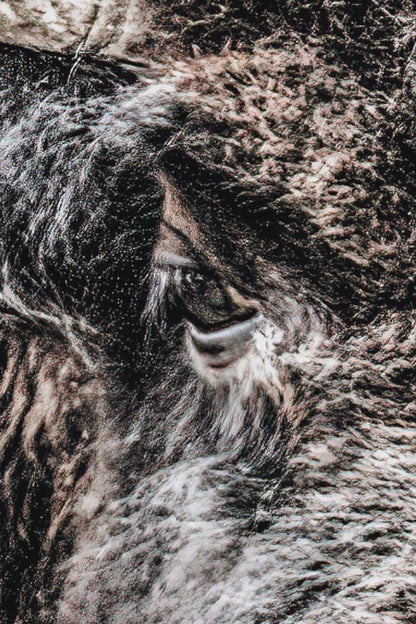 Bison Bull Canvas - Wildlife Wall Art