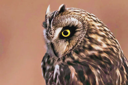 Owl Artwork Canvas, Short Eared Owl