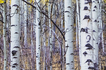 Fall Aspen Tree Wall Art - Colorado Scenic Photography