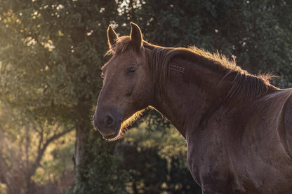 Large Western Wall Art - Horse Canvas Print