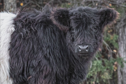 Beltie Cow Photo - Belted Galloway Farm Animal