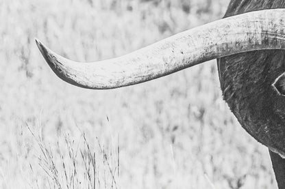 Black and White Longhorn Panorama