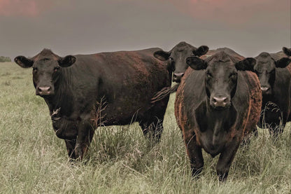 Western Landscape Art Print - Angus Cattle