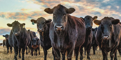 Black Angus Panoramic Art - Western Canvas