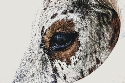 Texas Longhorn Canvas - Closeup Portrait