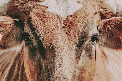 Texas Longhorn Canvas Wall Art