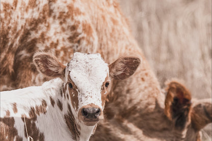 Longhorn Cow Nursery Wall Art - Longhorn Cow and Calf