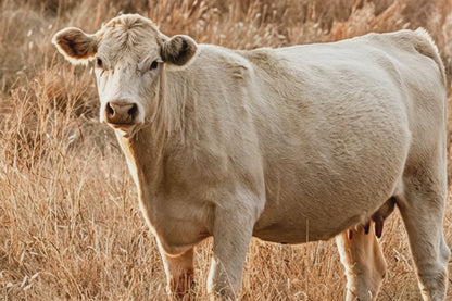 White Charolais Cows - Rustic Western Cattle Wall Art