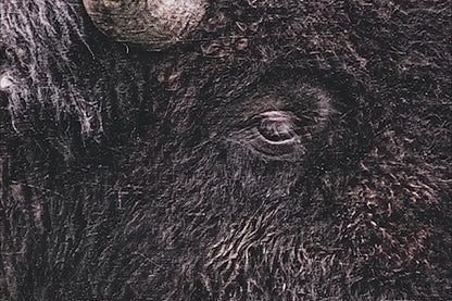 Western Decor Bison Painting