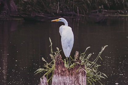 Great Egret - Rural Landscape Wall Art