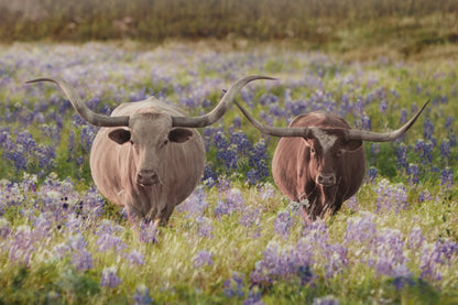 Texas Bluebonnets Canvas - Rustic Western Art