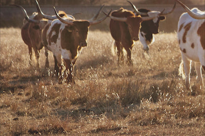 Western Themed Decor - Longhorn Cattle