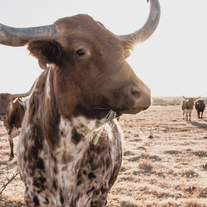 Texas Longhorn Square Canvas Print