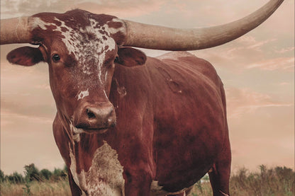 Southwest Longhorn Art - Texas Longhorn Print Rustic Canvas Decor Cowboy Home