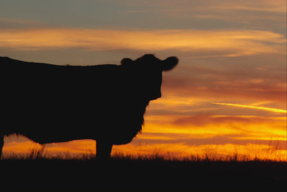 Black Angus Cow at Sunset Canvas Print