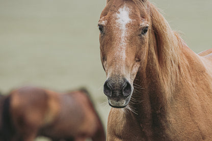 Ranch Horse Canvas Print- Western Wall Art