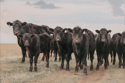 Black Angus Cattle Decor - Blue Oklahoma Sky