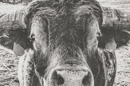 Panoramic Longhorn Canvas Print