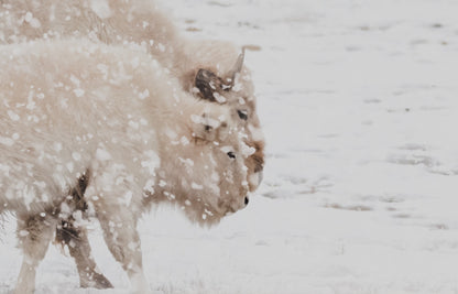 White Buffalo Cow and Calf