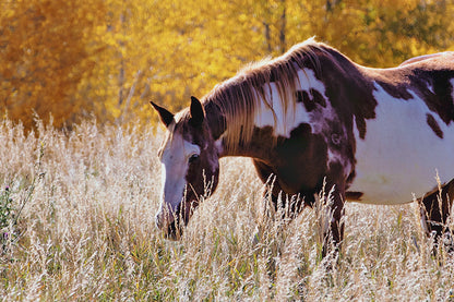 Horse Home Decor Canvas