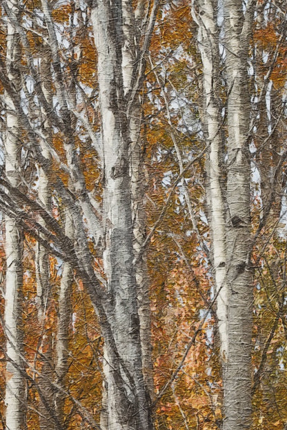 Aspen Tree Photography – Autumn Tree Print with Golden Aspen Leaves