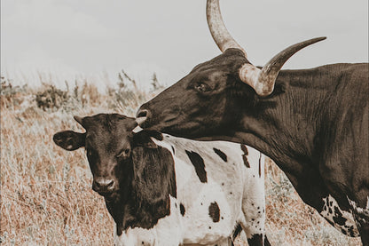 Texas Longhorn Cow & Calf Western Nursery Wall Art