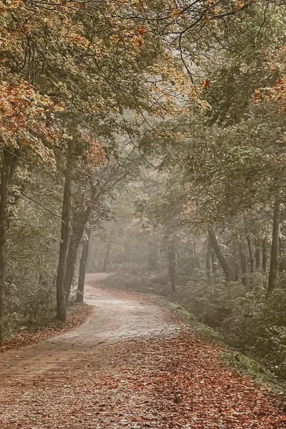 Arkansas Forest Road Scenic Print - Autumn Decor