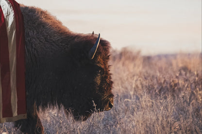 Patriotic Canvas Wall Decor - American Bison