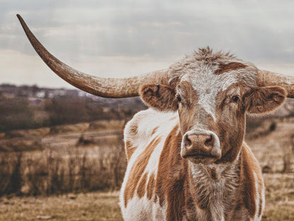Texas Longhorn Panoramic Large Canvas Print