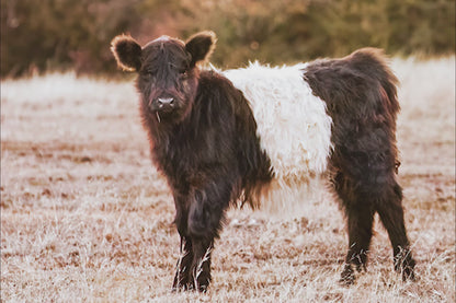 Belted Galloway Cattle Photo – Rural Landscape Art Print
