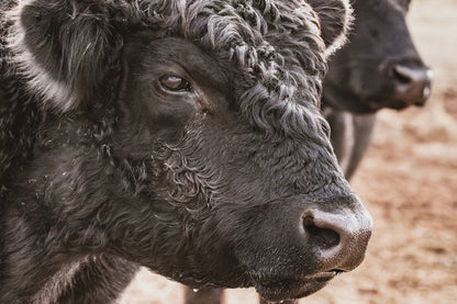 Black Angus Bull Art - Rustic Ranch Wall Decor
