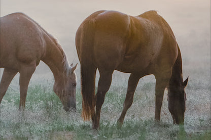 Horse Canvas Wall Art - Horses in Foggy Pasture