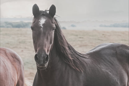 Wild Horses and Stormy Sky Wall Decor