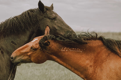 Large Horse Canvas Wall Art - Western Decor