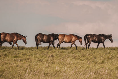 Wild Horse Canvas Print