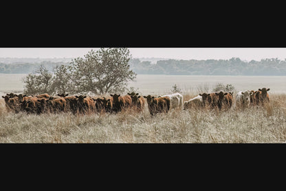 Large Panoramic Cattle Canvas