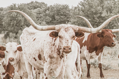 Longhorn Panoramic Canvas