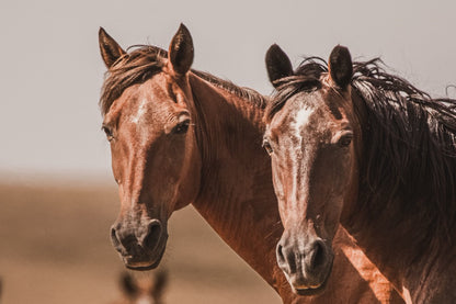 Horse Wall Art - Wild Horses of Osage County