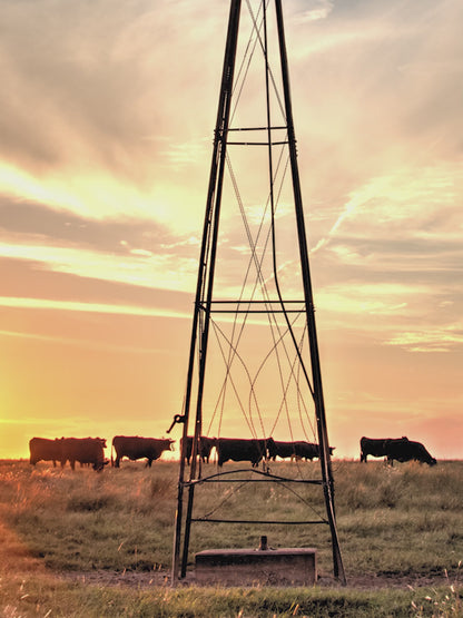 Rustic Old Windmill and Black Angus Cows Wall Art