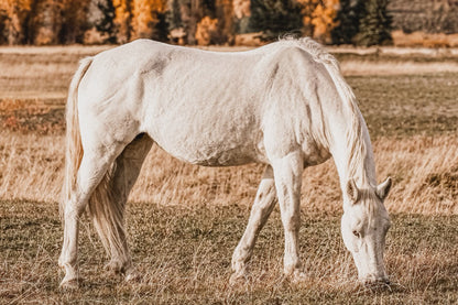 White Horse Wall Art – Autumn in the Teton Foothills