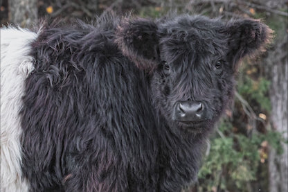 Beltie Cow Photo - Belted Galloway