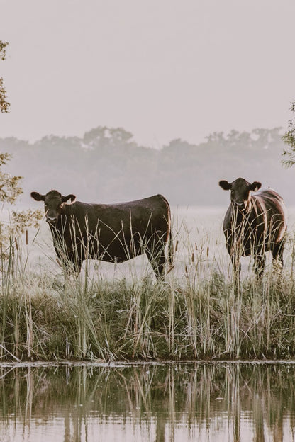 Farmhouse Angus Vertical Canvas Wall Art