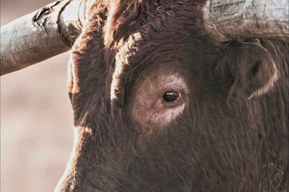 Texas Longhorn Bull Canvas