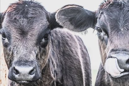 Black Angus Western Nursery Decor